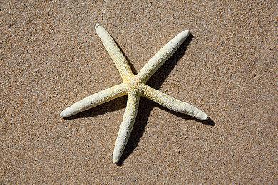 《艾尔登法环》真人预告发布 温明娜出演